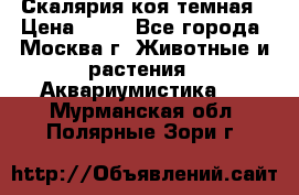 Скалярия коя темная › Цена ­ 50 - Все города, Москва г. Животные и растения » Аквариумистика   . Мурманская обл.,Полярные Зори г.